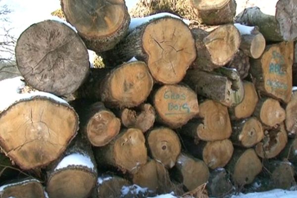 Coupe de bois sur le plateau de Millevaches