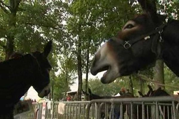 La fête de l'âne a lieu ce dimanche 6 juillet à Glénic, en Creuse.