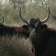 Deux taureaux de Camargue, dans les marais de Saint Gilles, dans le Gard. Pour eux, les longues vacances d'hiver sont finies, ces cocardiers vont retrouver le chemin des arènes et les raseteurs mi avril.