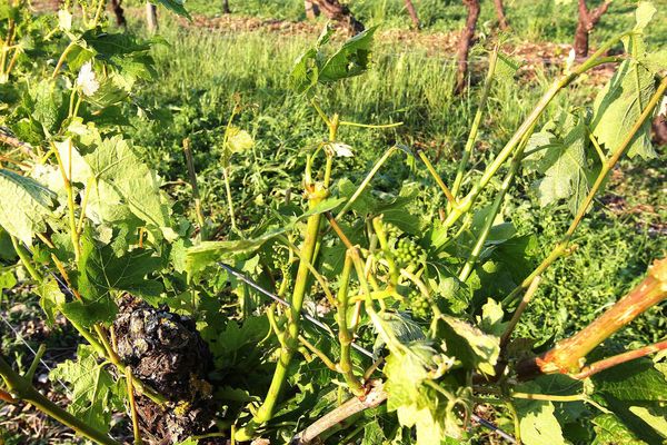 Un vignoble de Jarnac en Charente après le passage d'une tempête de grêle au printemps 2016.