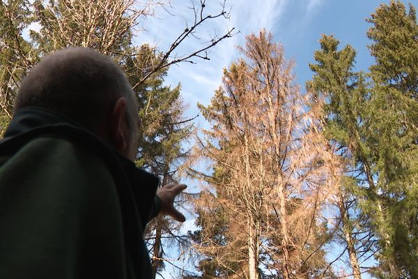 Un épicéa attaquée par une colonie des scolytes meurt en 3 à 6 semaines