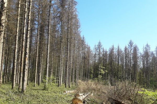 Une forêt ardennaise ravagée par la prolifération de scolytes.