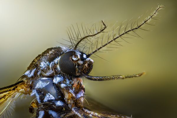 Le moustique tigre est l'une des espèces les plus invasives au monde.