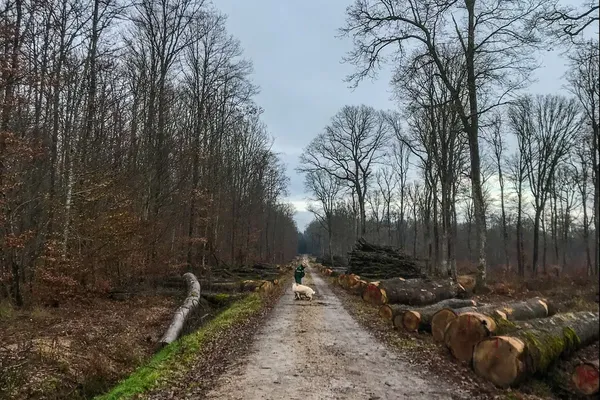 La forêt de Darney (Vosges) est labellisée forêt d'exception. Elle est majoritairement peuplée de chênes.