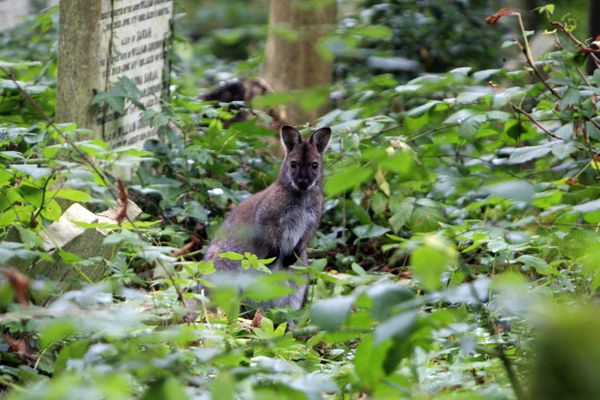 Un kangourou se promène dans une petite vallée du Lot, entre Cremps et Esclauzels.