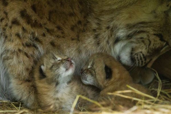 Maman lynx et sa progéniture...