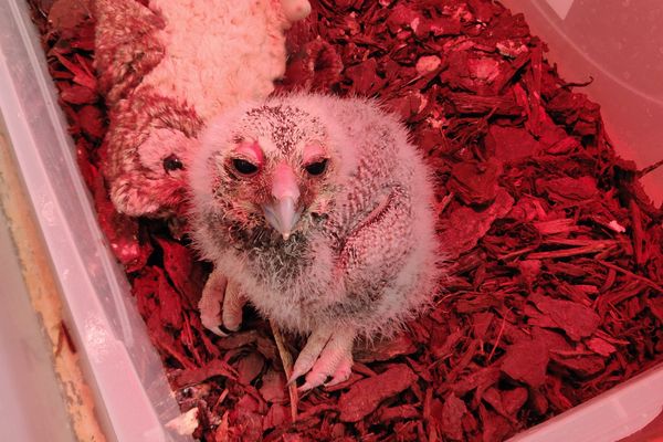 Photos Haute Savoie Une Vingtaine De Bebes Rapaces Sont Nes Au Parc Des Aigles Du Leman