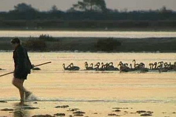 Aigues-Mortes (Gard) - le baguage de 500 poussins flamants roses - 6 août 2014.