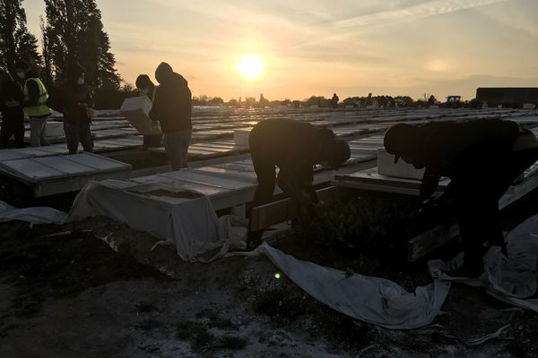 A Machecoul (Loire-Atlantique), des demandeurs d’asile sont recrutés chaque année pour la récolte du muguet grâce à l'association AMI.