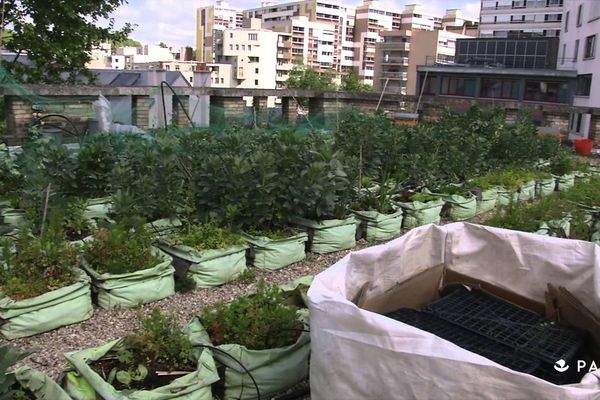 Un potager sur le toit du collège Henri Matisse dans le 20e