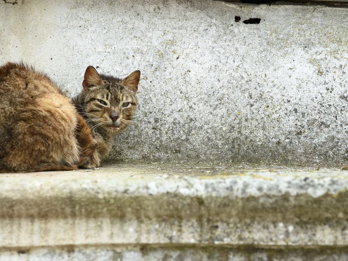 La Spa De Strasbourg Lance Une Collecte De Fonds Pour Steriliser Les Chats Errants