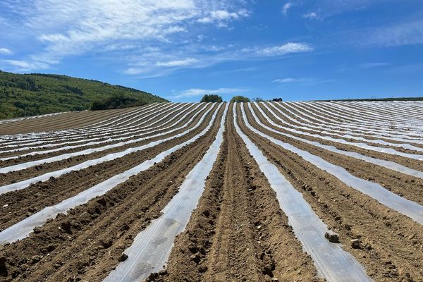 Un agriculteur a perdu avec le gel la totalité de ses plants de melons récemment mis en terre, il lance un apple à la solidarité pour l'aider à replanter.