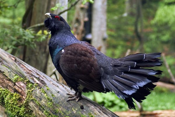 Le comptage au chant des Grands Tétras vient de se terminer dans les Pyrénées. Une deuxième opération annuelle sera menée au mois d'août pour estimer le succès de sa reproduction.