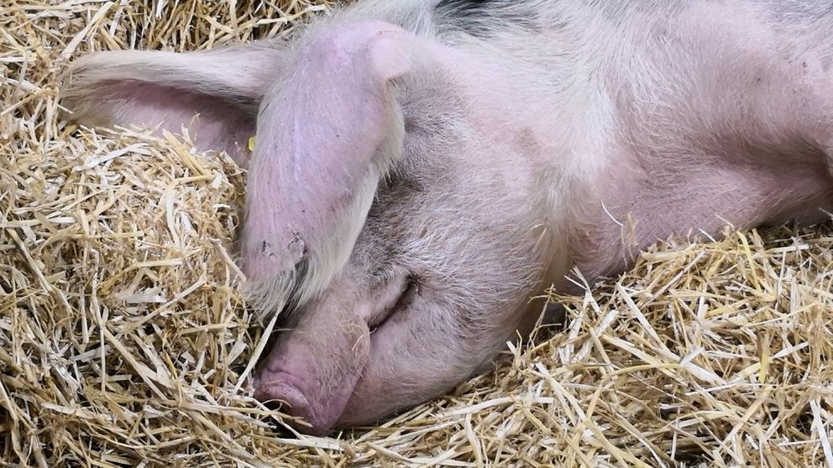 Salon de l'agriculture : tout savoir sur le bruit du cochon