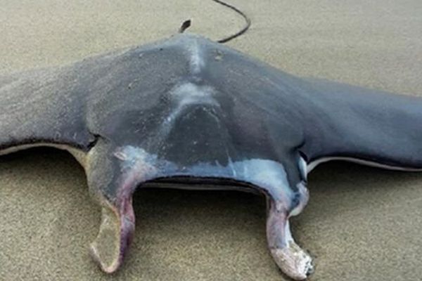 Une raie mobula échouée sur la plage du Rouet, à La Palme, dans l'Aude - 18 août 2016