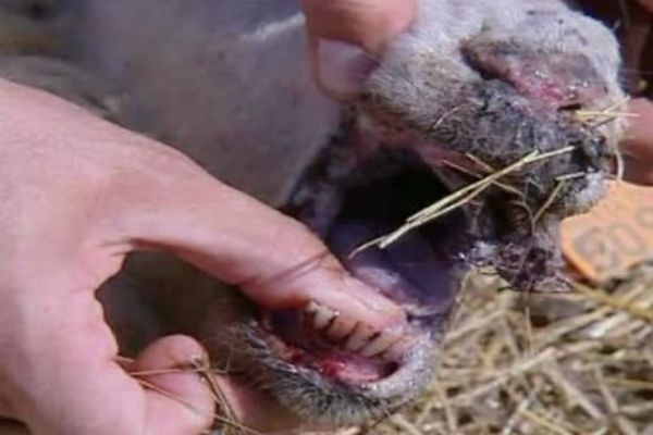 Un premier foyer de fièvre catarrhale ovine (FCO) a été détecté en Nouvelle-Aquitaine, dans un élevage de Louvie-Juzon, dans les Pyrénées-Atlantiques, a indiqué la préfecture du département ce samedi 10 août.