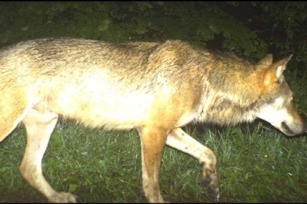 Voici la photo du loup à Foncine