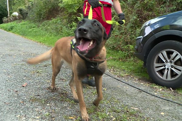 Grâce à son odorat, Osis, le chien, se guide dans les décombres