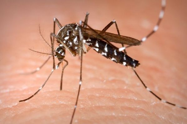 Le moustique tigre (Aedes aegypti) vecteur principal du chikungunya.