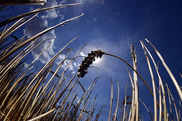 Encore des grosses chaleurs ce vendredi, selon Météo France