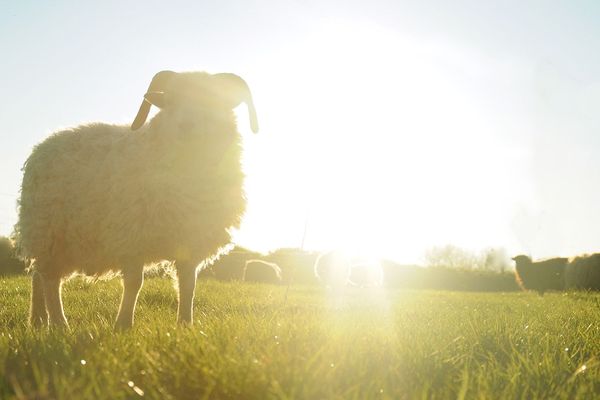 Fièrement plantée sur ses quatre pattes, voici la tondeuse 100% écologique