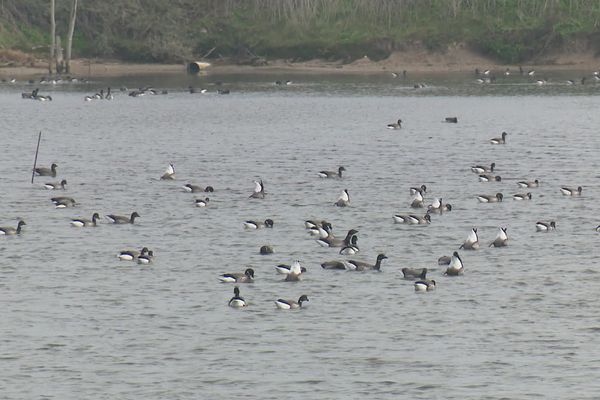 La réserve naturelle de Lilleau des Niges est le refuge de nombreuses espèces sur l'île de Ré (Charente-Maritime).