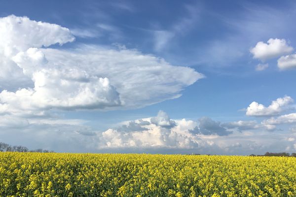 Un champs de colza à Notre-Dame-Les-Landes