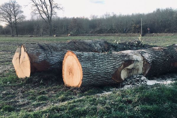 Sur le bord des routes de la Mayenne de nombreuses haies ont disparu et des arbres sont abattus 