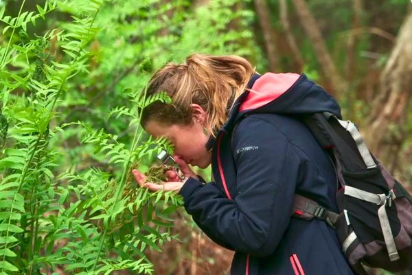 Les scientifiques observent la renaissance de la faune et de la flore sur des terres ravagées par les mégafeux.