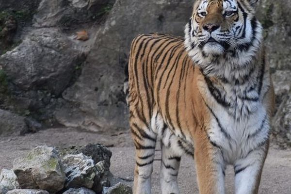 Le grand félin était arrivé en 2012 à Besançon, à l'âge de 15 mois.