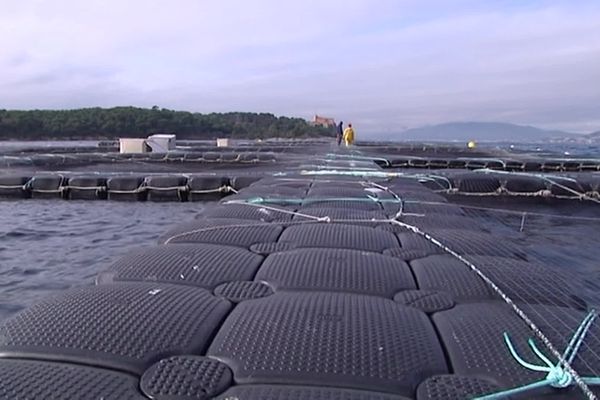 Les fermes aquacoles permettent d'élever des poissons qui seront mis en vente.