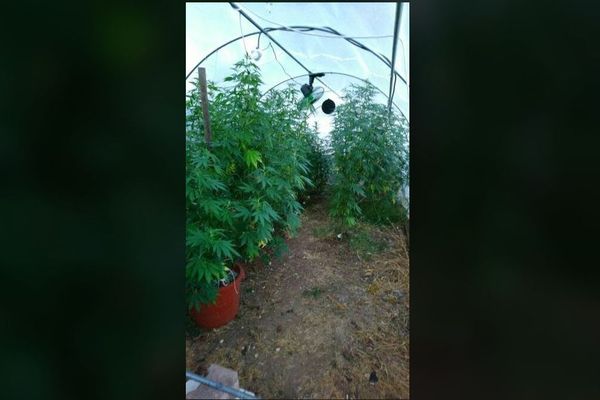 40 plants de cannabis et du matériel de culture ont été saisis par les gendarmes du Tarn.