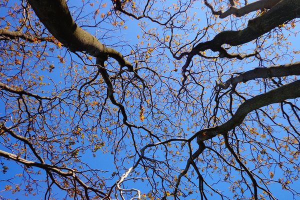 "Arbre Branches Printemps Nature Ciel Bleu"