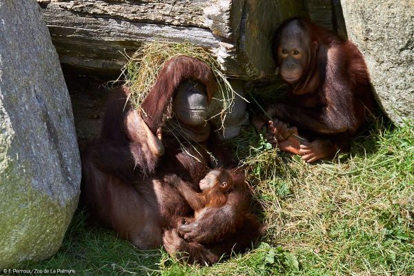 Les orangs-outans de Bornéo sont une espèce au bord de l'extinction à l'état sauvage.