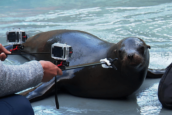 Un chercheur développe le flair des otaries du zoo de La Flèche pour mieux les protéger en milieu naturel