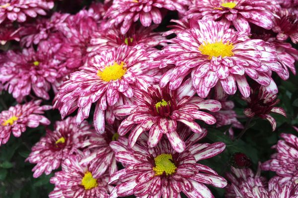 Le chrysanthème moucheté "bonbon" créé par les obtenteurs Bernard  en juin 2017. 