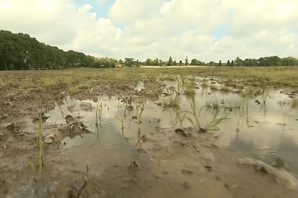 Les Landes sont très touchées par les fortes pluies et les orages. Beaucoup de champs sont inondés empêchant les plantations de printemps