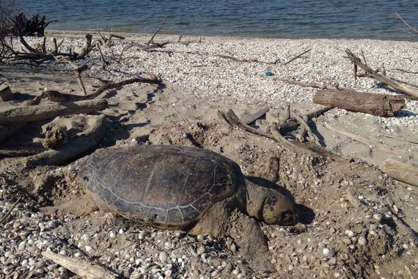 La tortue a été découverte lundi matin échouée au Jaï. 