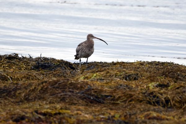 Le courlis cendré (Numenius arquata), est une espèce d'oiseau qui fait l'objet d'une suspension de chasse depuis 2020.