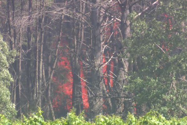 L'incendie qui s'est déclaré à Vidauban a parcouru 600 hectares.