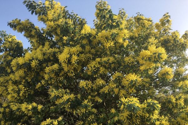 C'est bientôt la fête du mimosa sur l'île d'Oléron