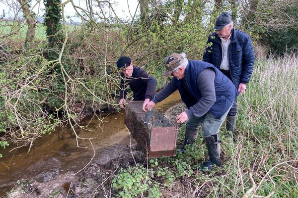 Piégeage de ragondins du côté de Plouvien, dans le Finistère, ce 4 avril 2024