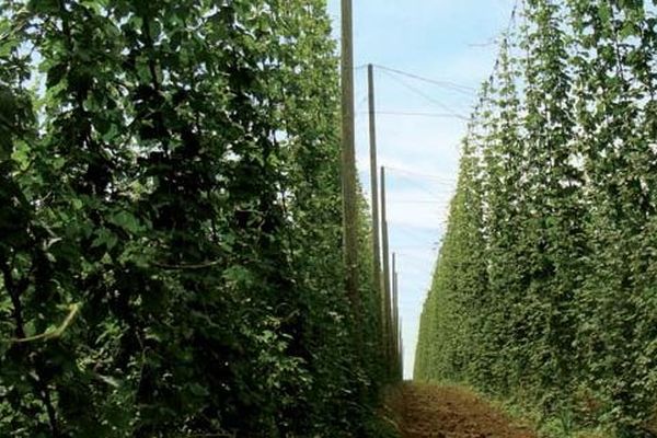 La filière houblon d'Alsace inquiète pour l'avenir