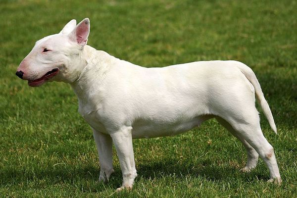 Les traces de morsures retrouvées sur la victime sont attribuées au bull terrier qu'elle gardait.