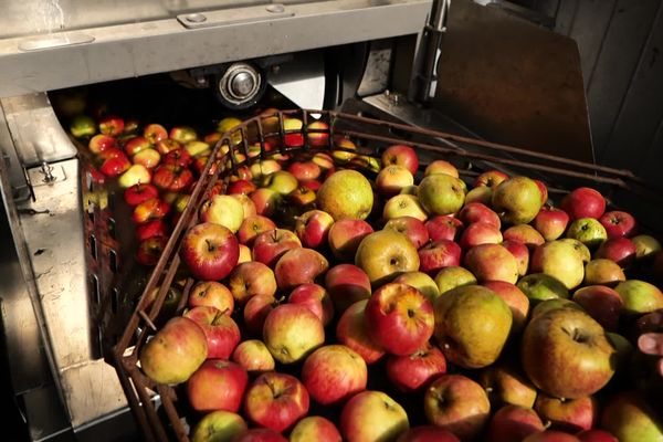 Ici, les clients viennent presser leur propre production de pommes.