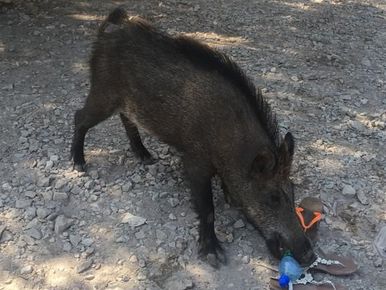 Ils ont trouvé une solution miracle (et naturelle) pour éloigner les  sangliers dans le Golfe de Saint-Tropez - Var-Matin