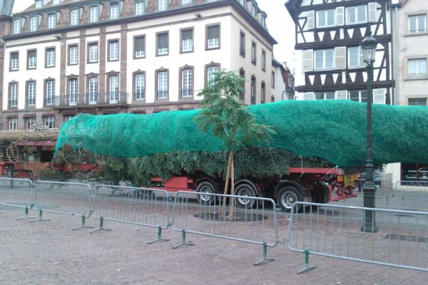 Le Grand Sapin de Noël était arrivé en ville