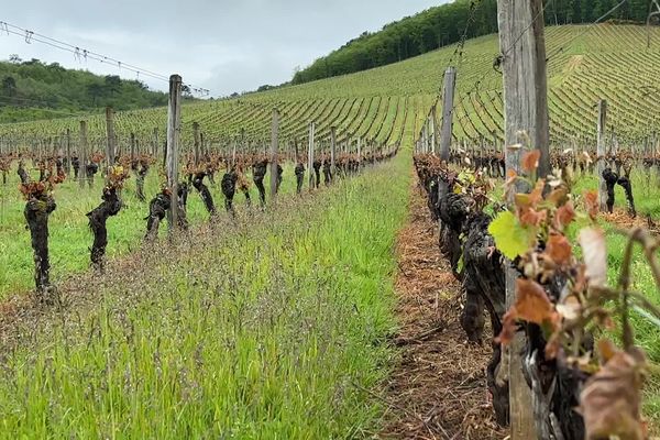 La baisse des rendements des vignes suite aux aléas climatiques affecte aussi les viticulteurs d'Occitanie.