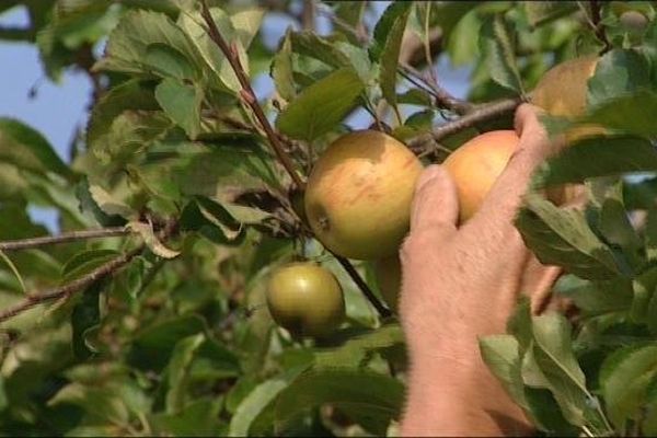 Des pommes aux noisettes, il est possible d'acheter moins cher en cueillant soi-même