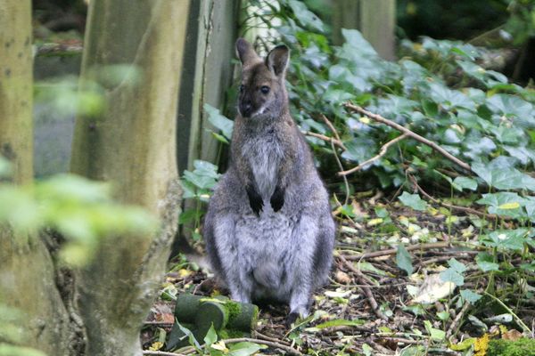 Certains kangourous vivent en liberté. Celui-ci a été photographié en 2013 dans une forêt en Angleterre.